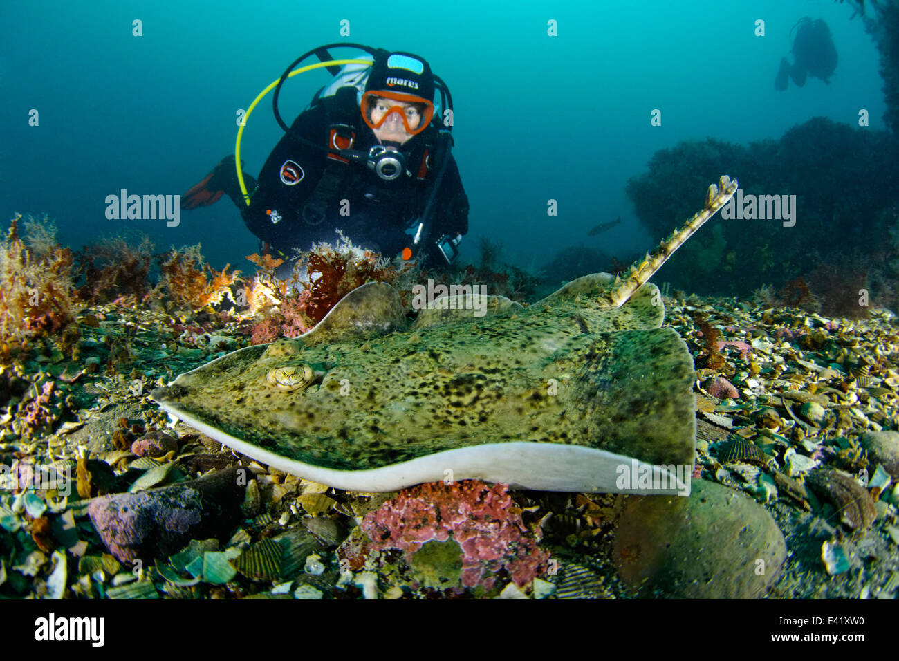 Thorny skate, Starry ray, little Strytan, small chimney, Akureyri, Eyjafjord, North Iceland, Greenland Sea Stock Photo