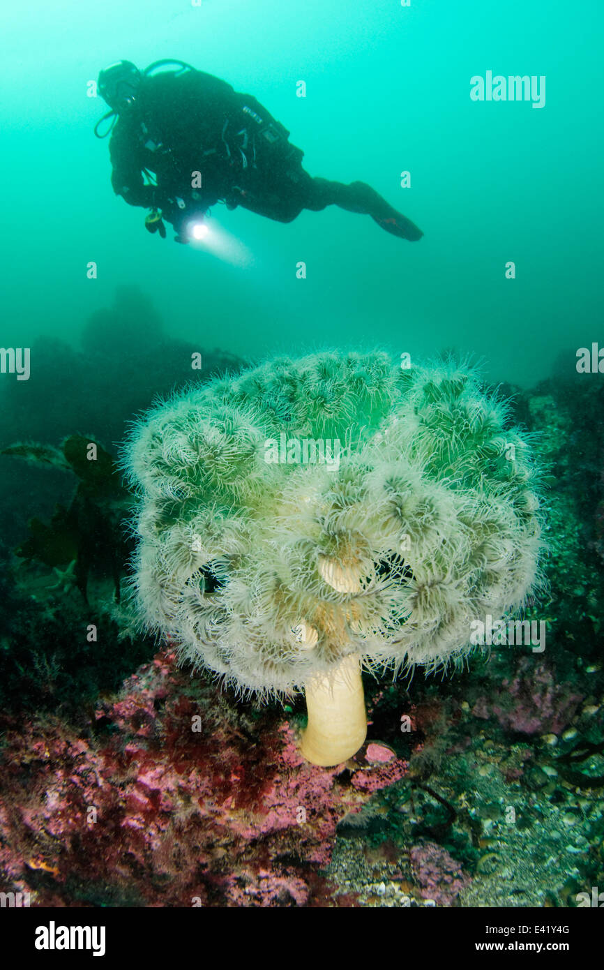 plumose anemone or frilles-anemone and scuba diver, little Strytan, small chimney, Eyjafjord, North Iceland, Greenland Sea Stock Photo