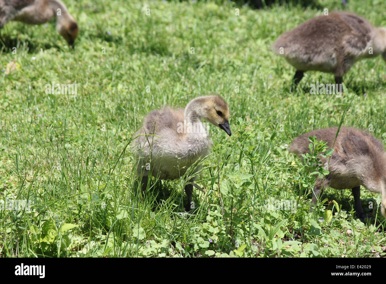 Fuzzy little gosling's (Canada Geese) about 1 month old in the grass foraging for food. Stock Photo