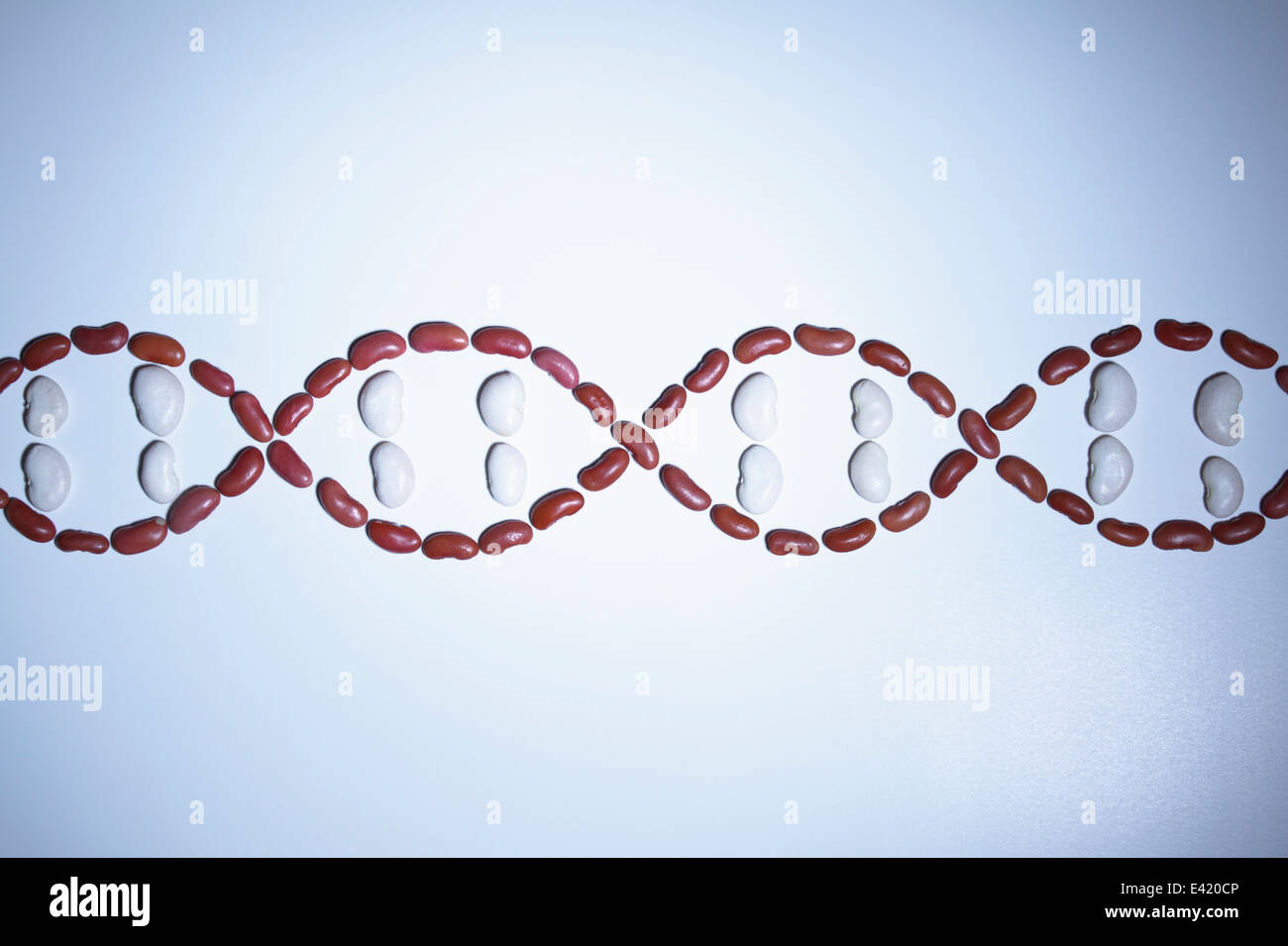 Still life of beans arranged in shape of a DNA strand (plant genetic research) Stock Photo