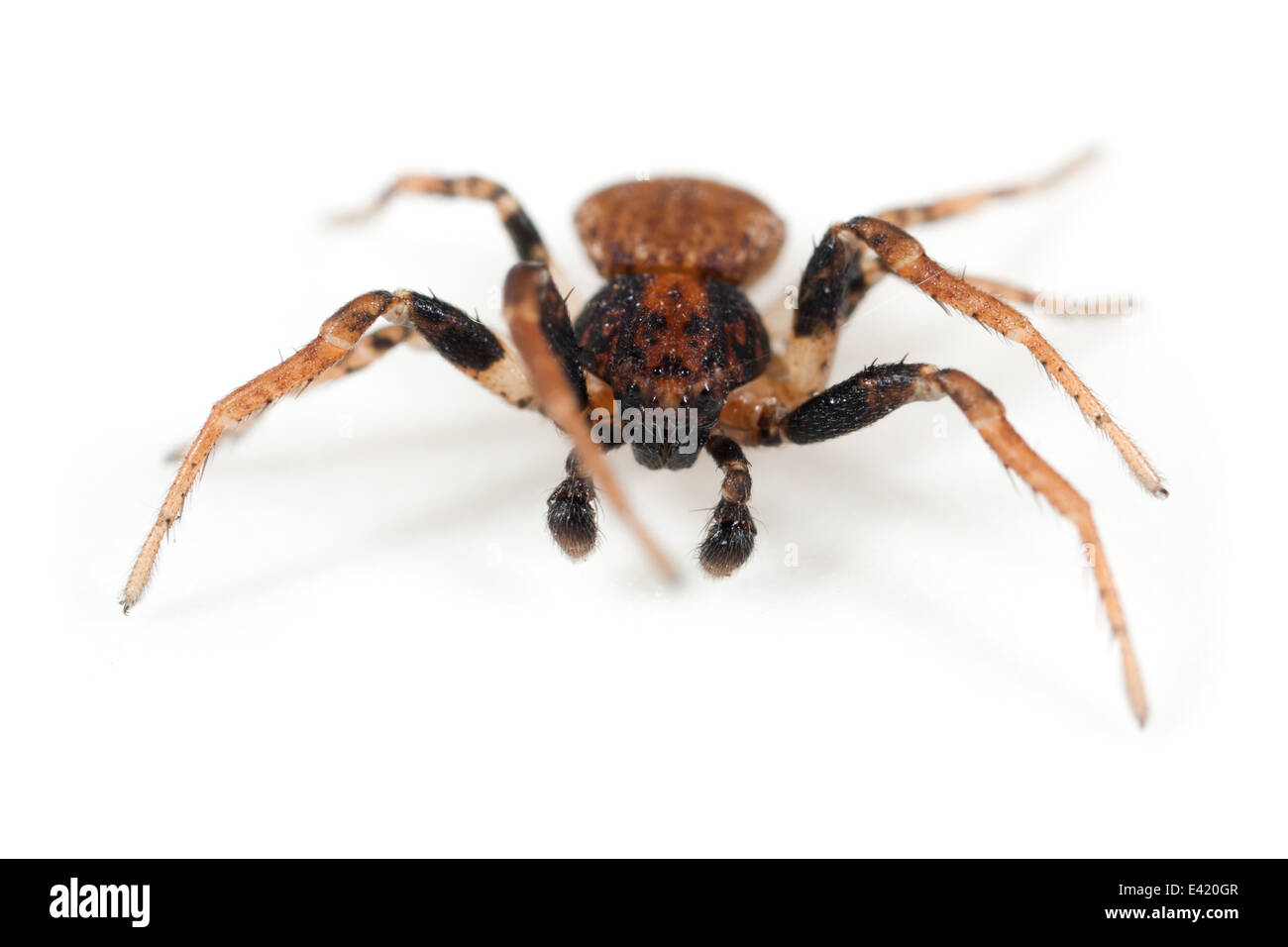 Male Ozyptila praticola spider, part of the family Thomisidae - Crab spiders. Isolated on white background. Stock Photo