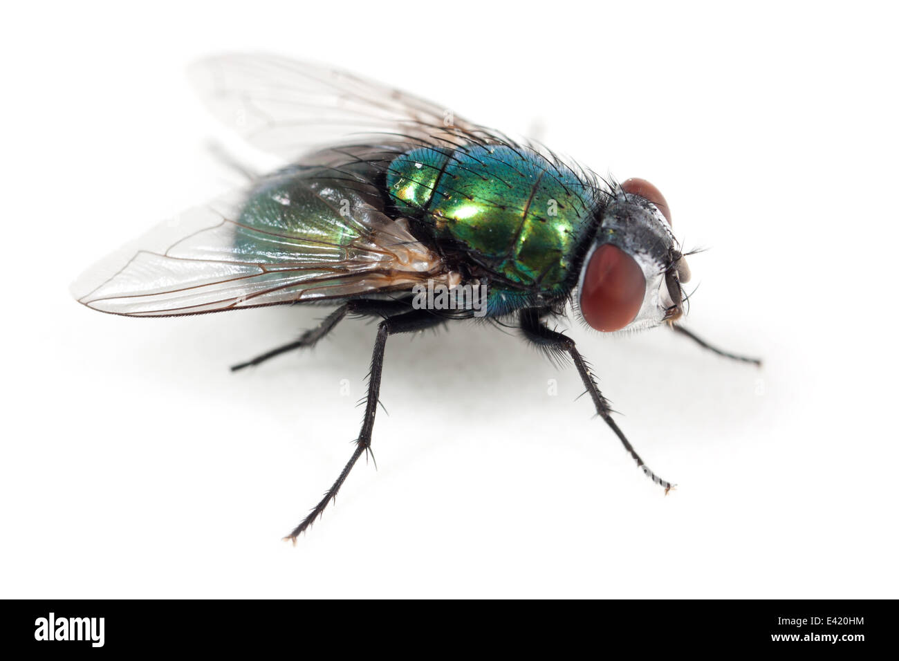 Fly with red eyes hi-res stock photography and images - Alamy