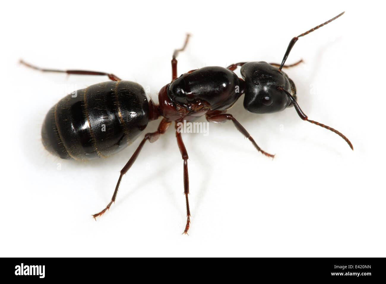 4,000+ Big Ant Stock Photos, Pictures & Royalty-Free Images