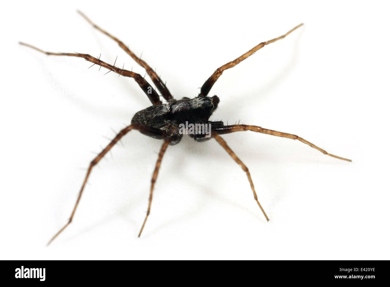 Male Pardosa lugubris spider, part of the family Lycosidae - Wolf spiders. Isolated on white background. Stock Photo