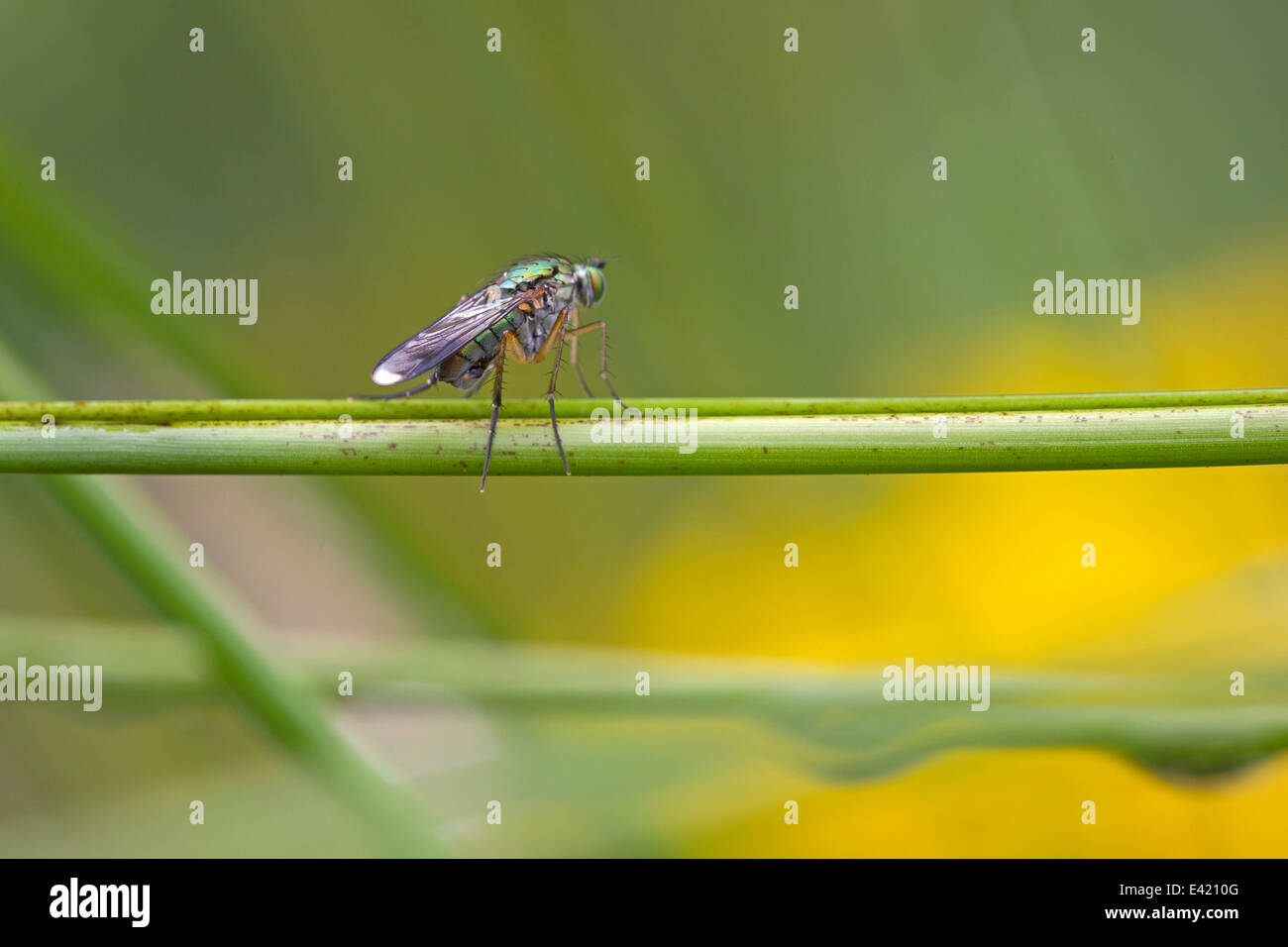 Imperial Fly sits on plant stem, Netherlands Stock Photo