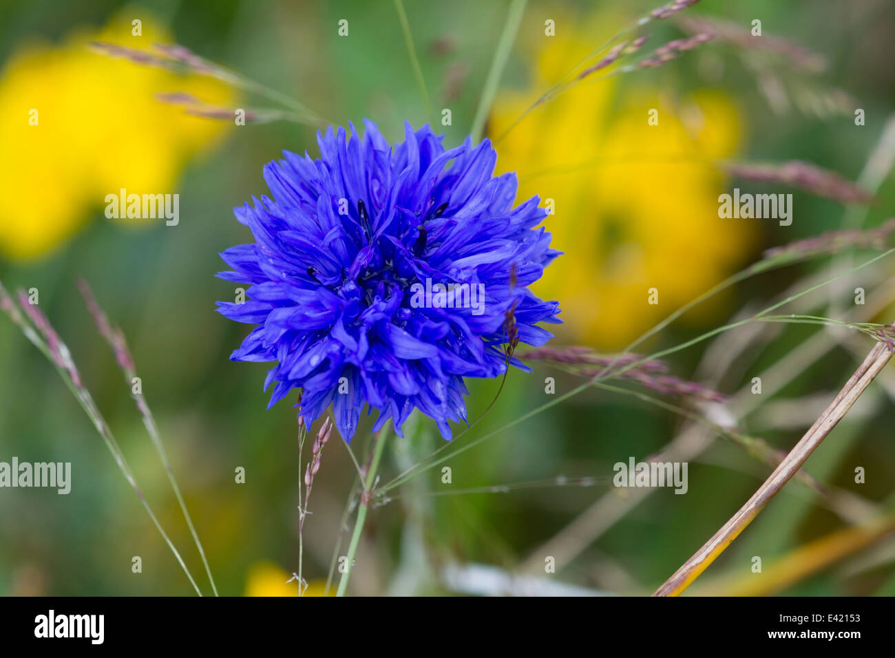 Yellow cornflower hires stock photography and images Alamy