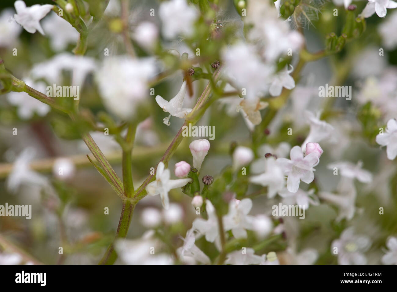 White flowers, Netherlands Stock Photo