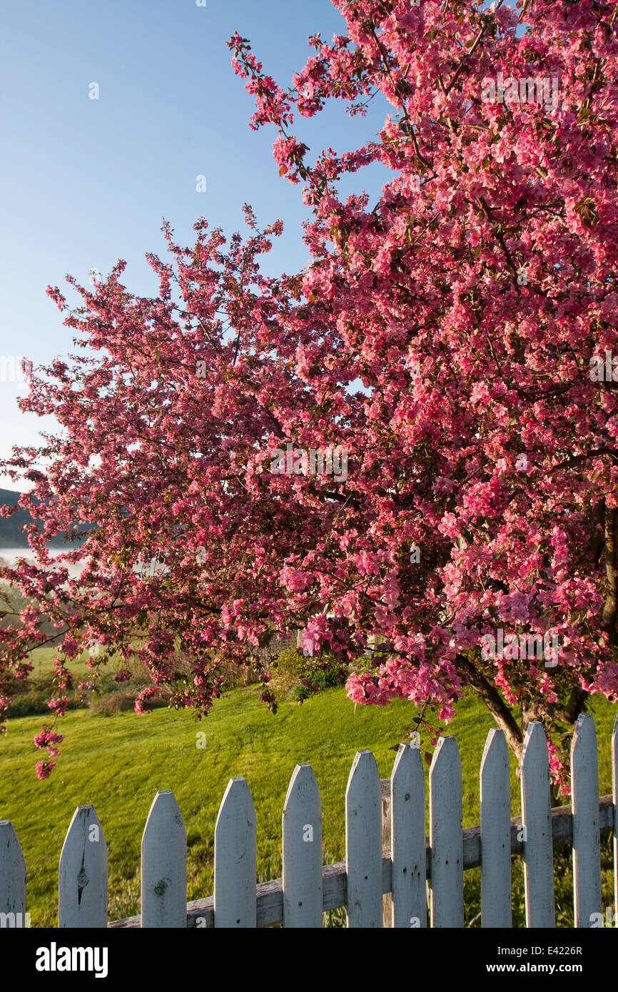 Flowering crabapple and picket fence in rural Vermont Stock Photo Alamy