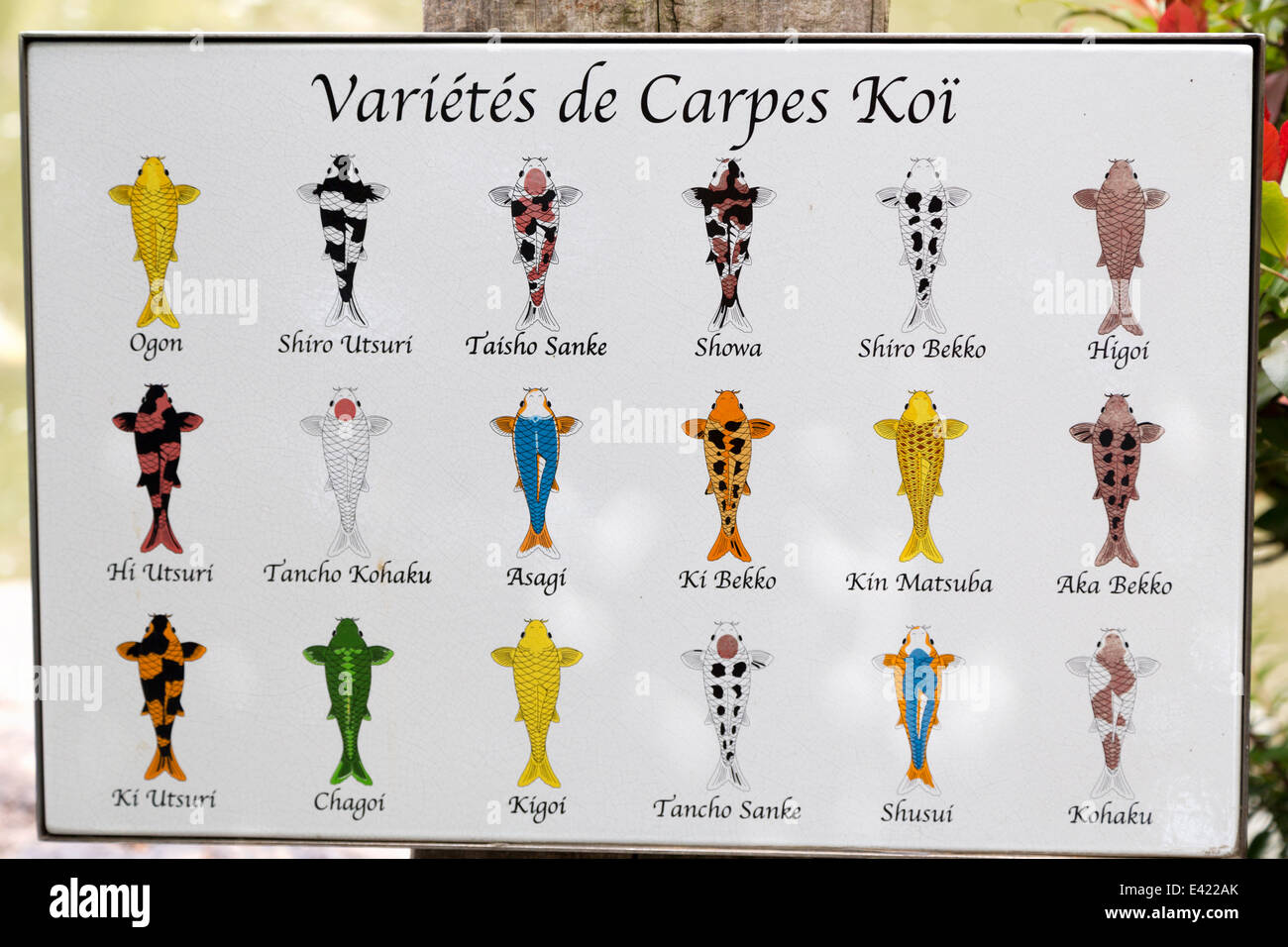 Monaco, Japanese Garden, 'Jardin Japonais de Monaco', board detailing varieties of Koi Carp. Stock Photo