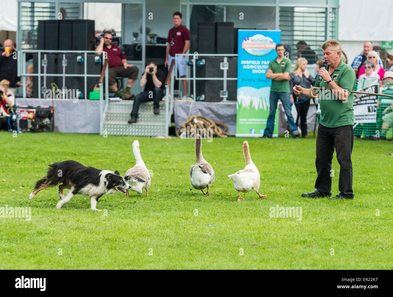 Sheep dog trainer performing at the Mirfield show Stock Photo Alamy
