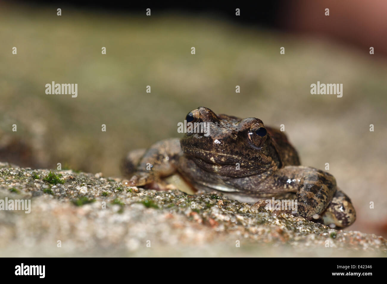 Greek stream frog in Bulgaria Stock Photo
