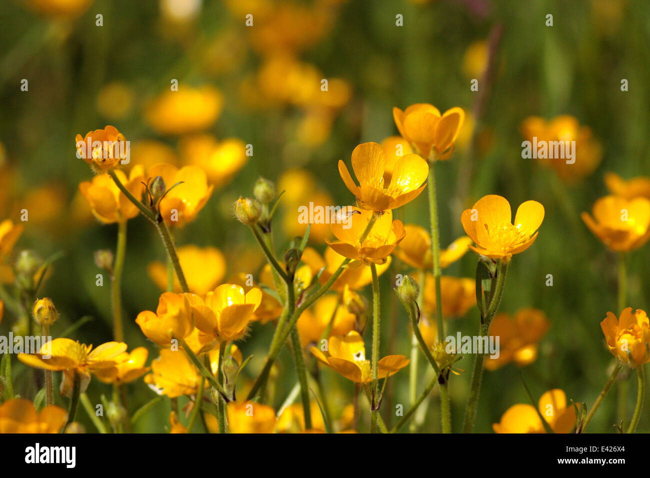 Buttercup seeds hires stock photography and images Alamy