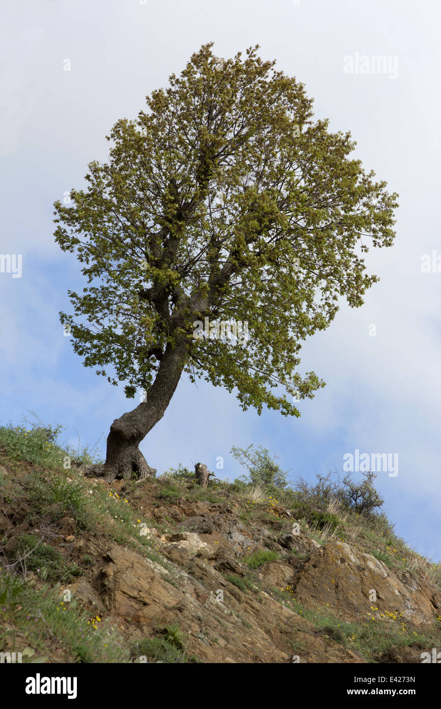 Tree in Bulgaria Stock Photo