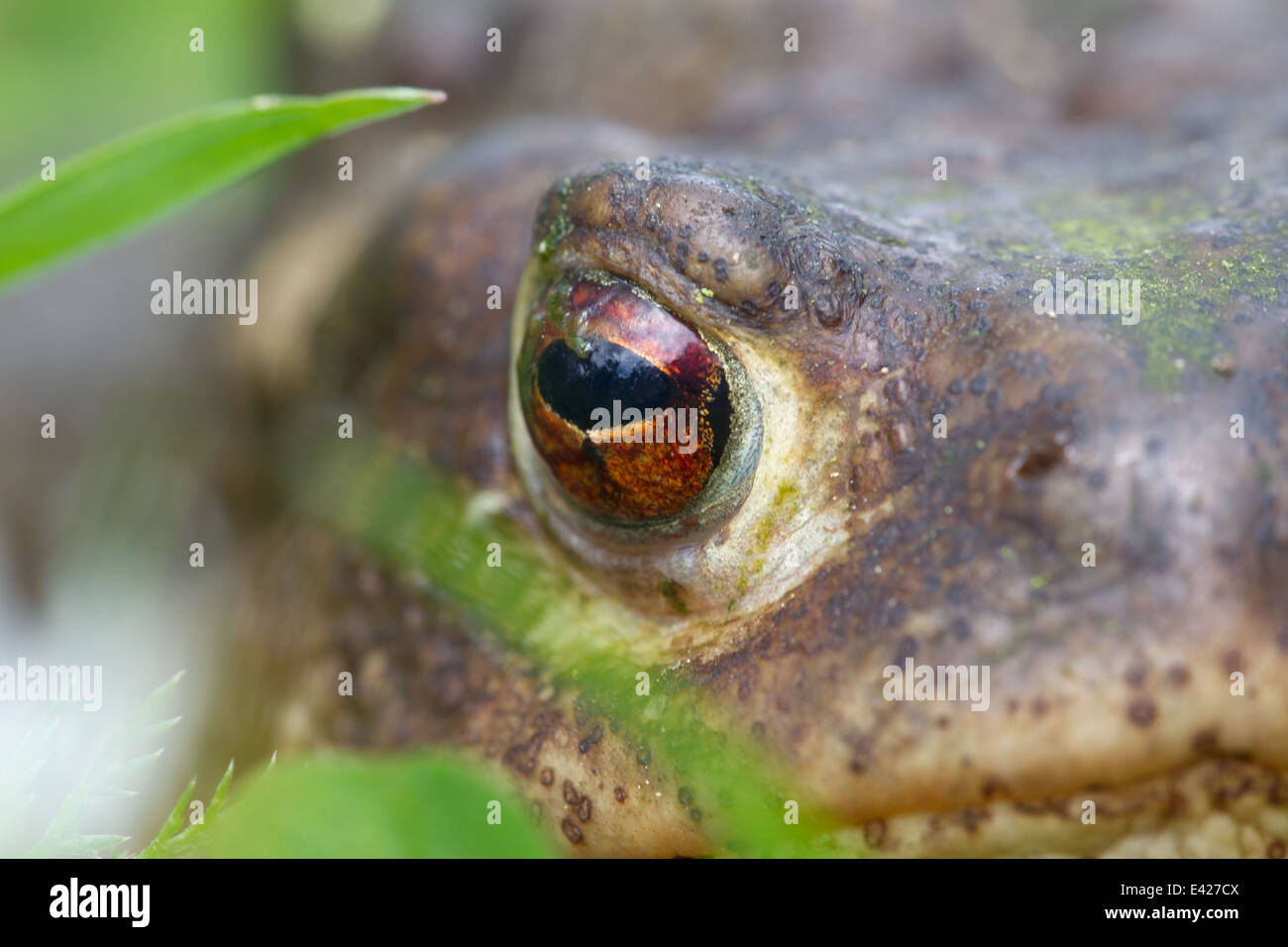 detail of frog in the grass in Bulgaria Stock Photo