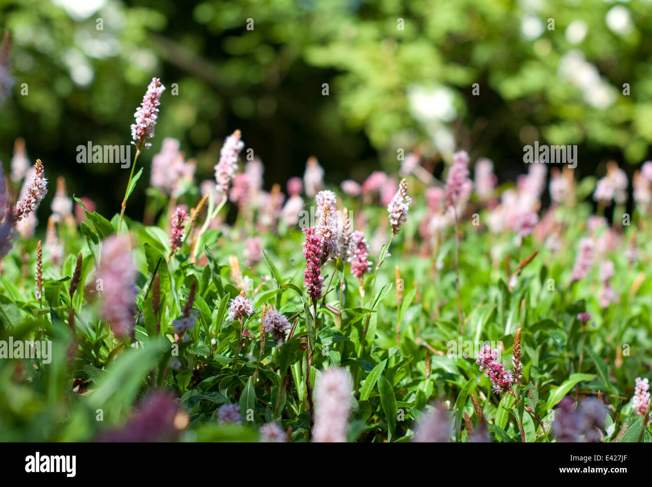 Summer pink flowering perennial plant Stock Photo