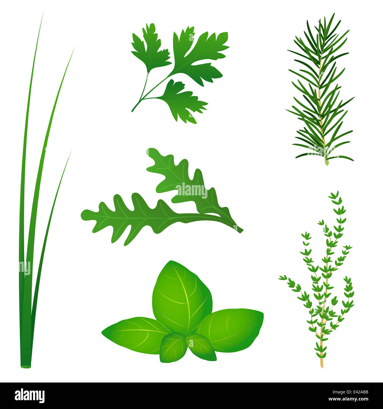 Chives, parsley, rocket, basil, rosemary and thyme, the six most popular culinary herbs for salads and cooking. Stock Photo