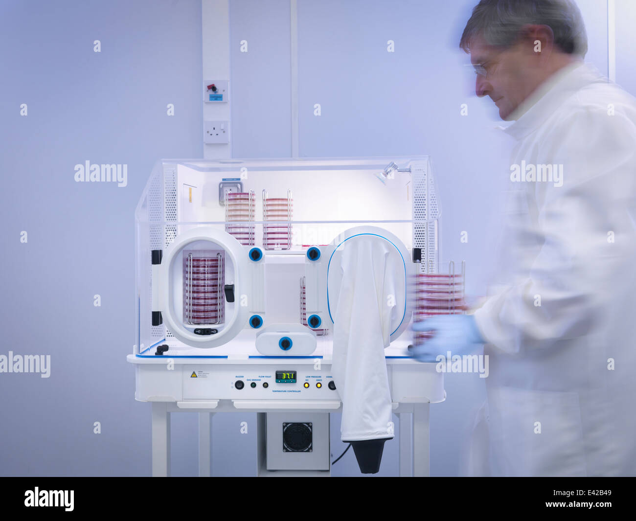 Scientist working with bacterial cultures, blurred motion Stock Photo