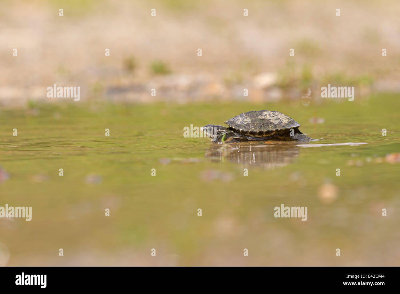 Young brook Caspian turtle swims in lake in Pirin Mountains in Bulgaria Stock Photo