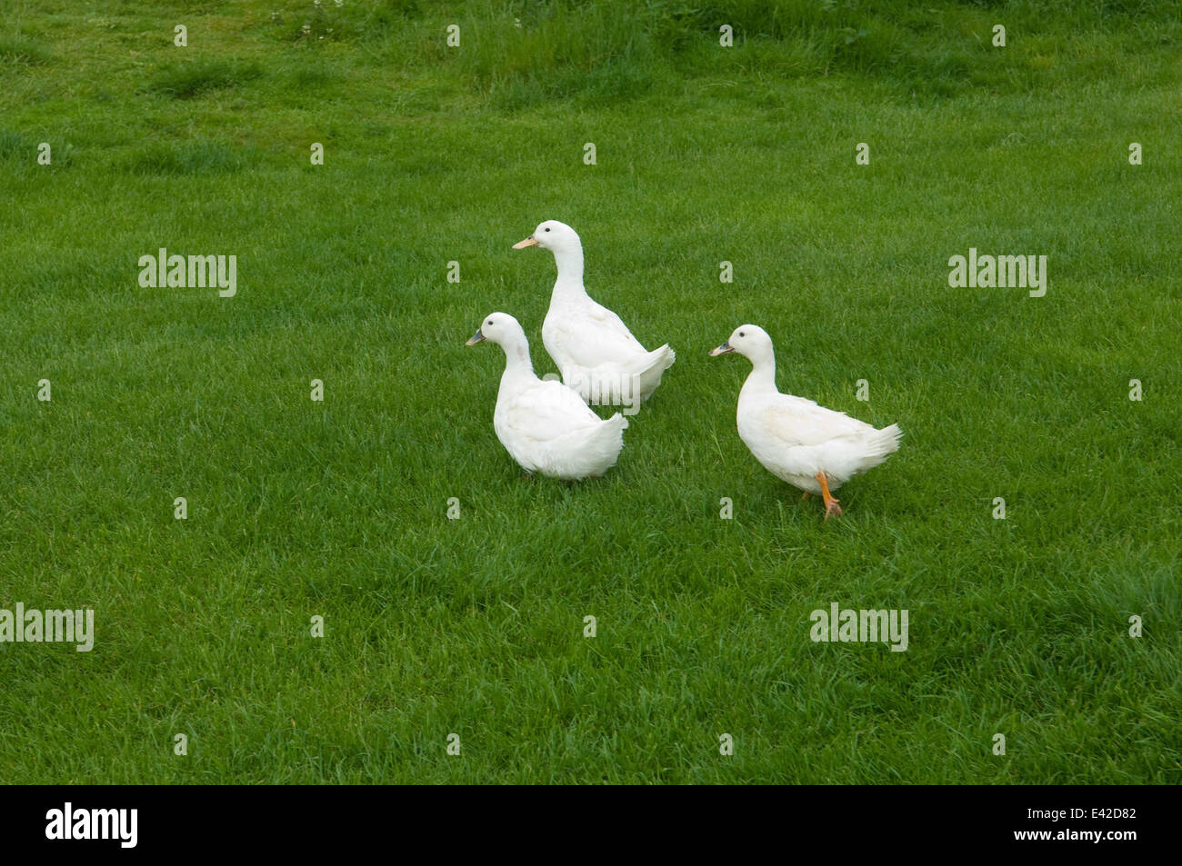 Three ducks on grass Stock Photo