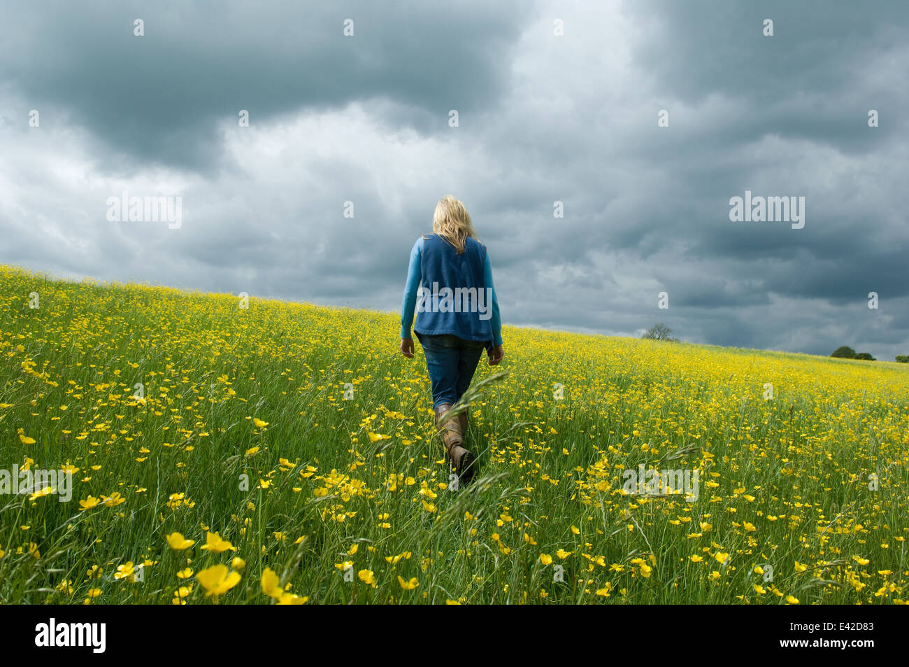 Woman walking in field of buttercups Stock Photo