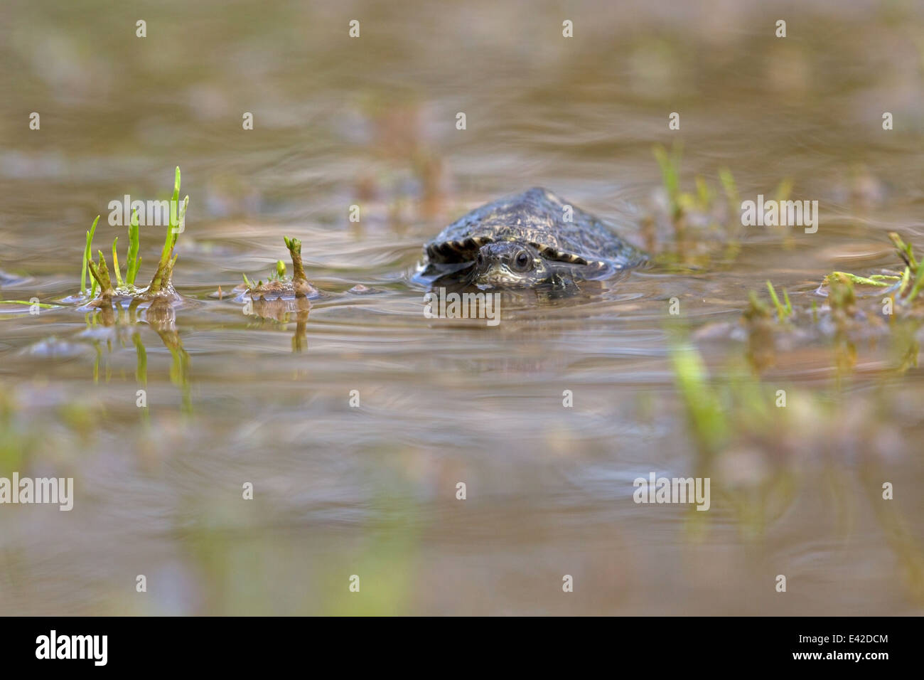 Young brook Caspian turtle swims in lake in Pirin Mountains in Bulgaria Stock Photo