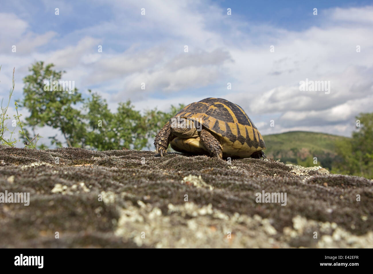 Caspian turtle creek in the Pirin Mountains in Bulgaria Stock Photo