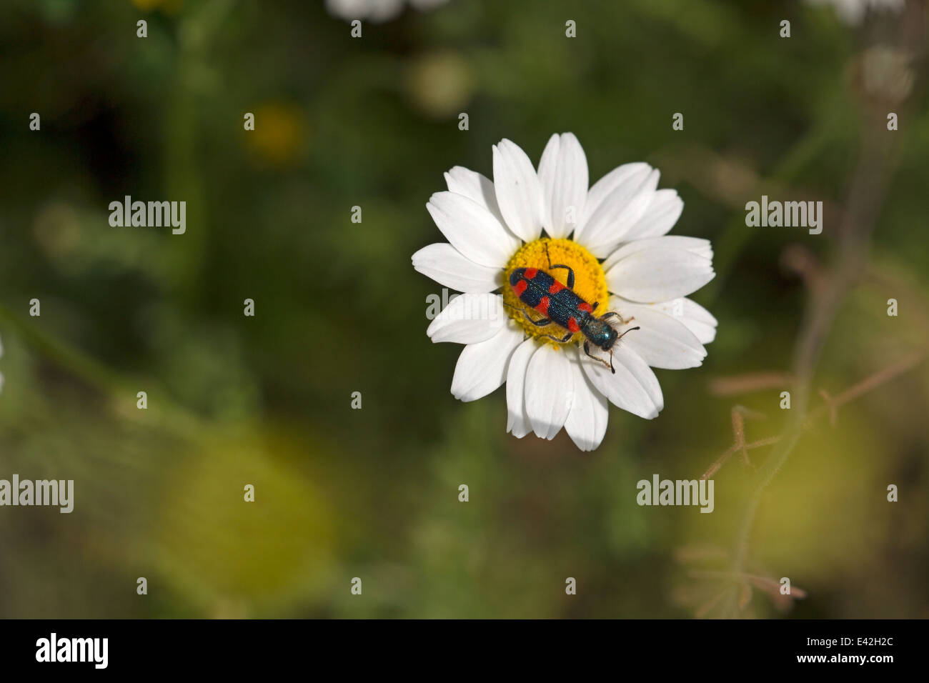 Bee Wolf sits on a flower in Bulgaria Stock Photo