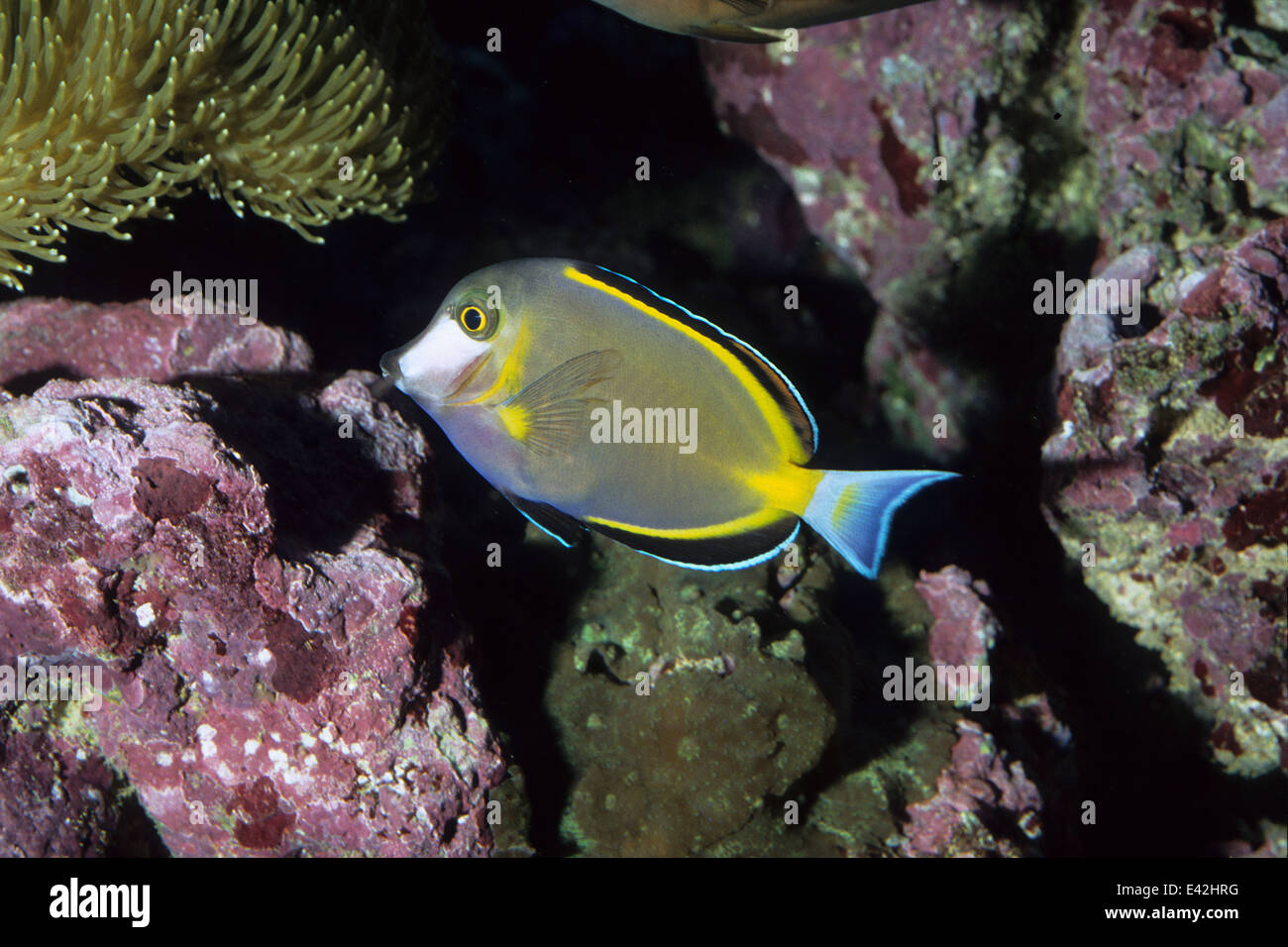 Powder Brown Tang Acanthurus japonicus, Acanthuridae, Indo-pacific ocean Stock Photo