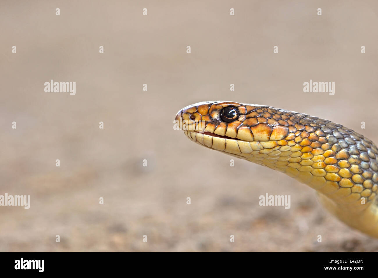 3d render snake hi-res stock photography and images - Alamy