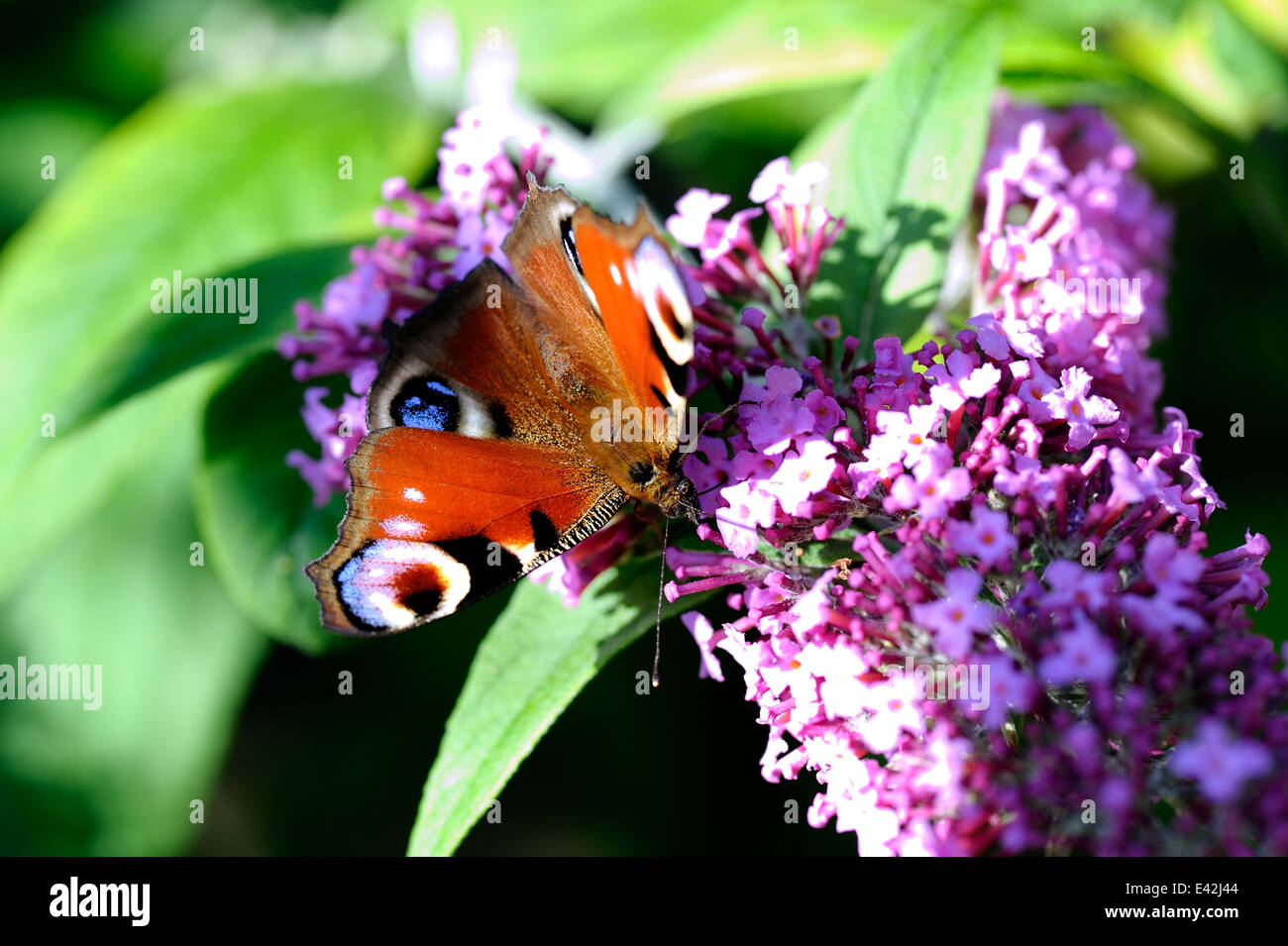 Peacock Butterfly on a Buddleia Flower Stock Photo - Alamy