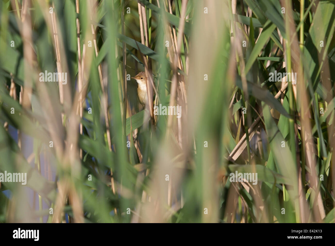 Among The Reeds reed warbler among the reeds, Netherlands Stock Photo - Alamy