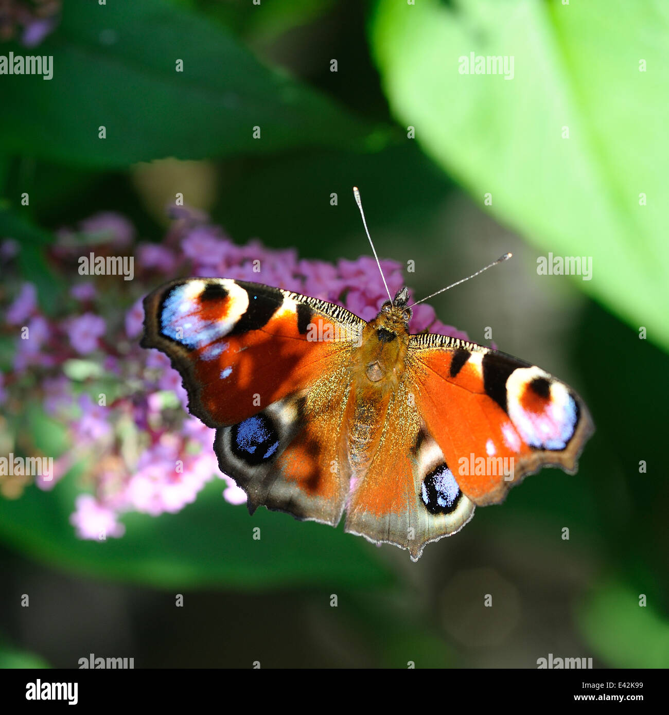 Peacock Butterfly on a Buddleia Flower Stock Photo - Alamy