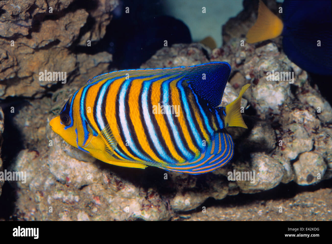 Regal Angelfish Pygoplites diacanthus Pomacanthidae, Indo-pacific Ocean Stock Photo