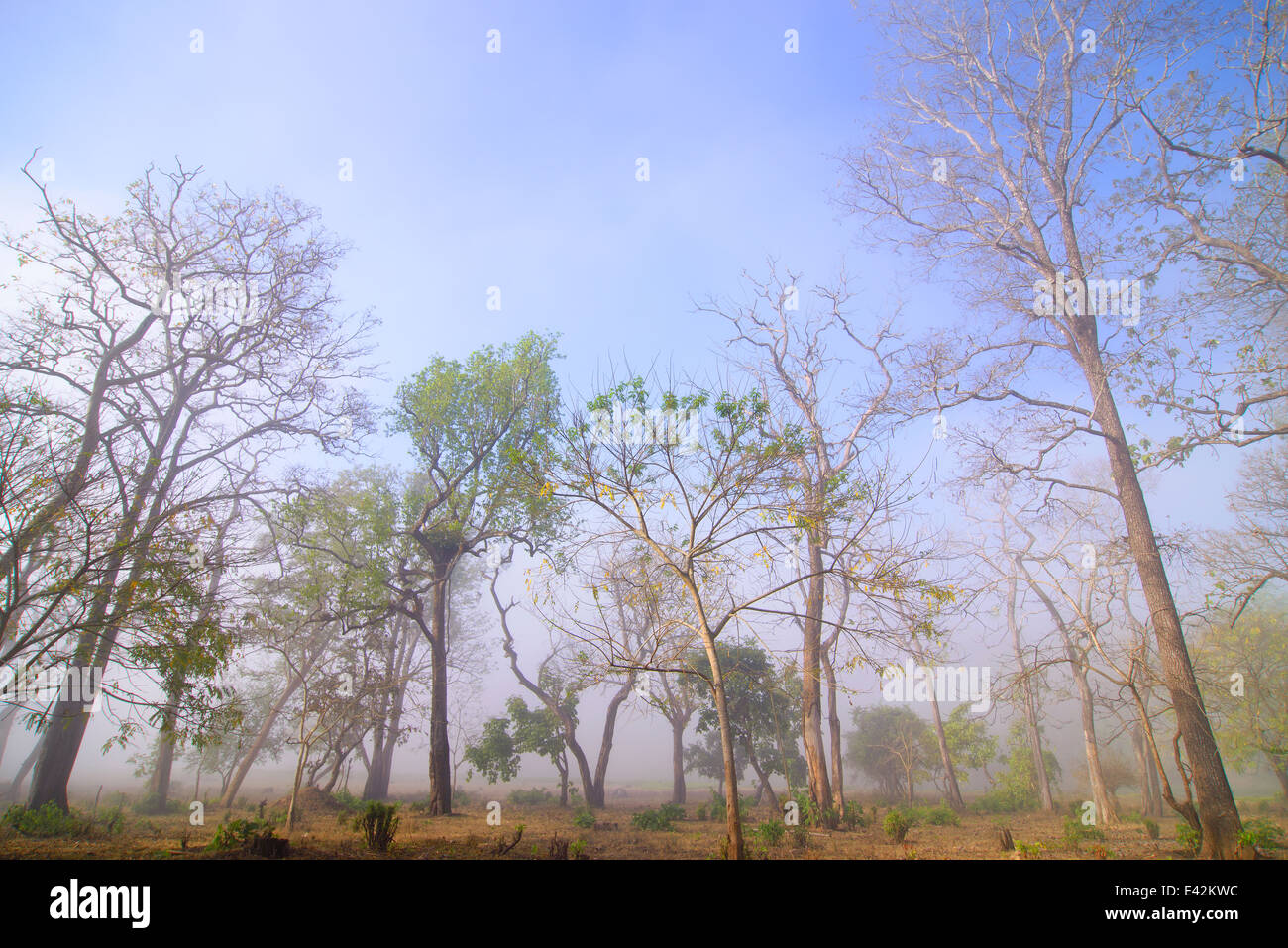 Misty landscape shot in Nagarahole National Park on a spring morning. Stock Photo