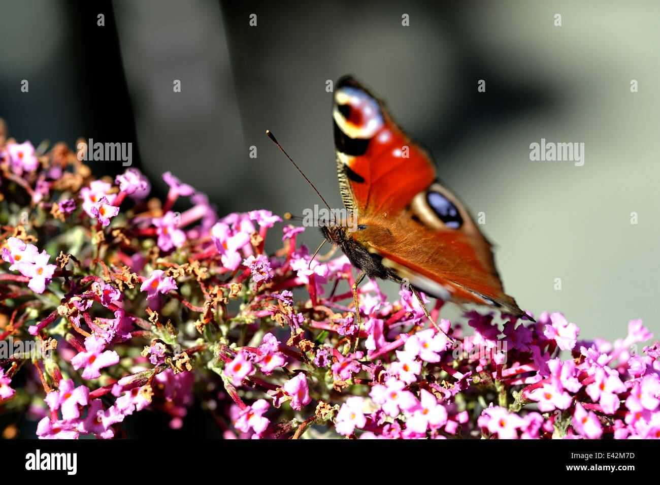 Peacock Butterfly on a Buddleia Flower Stock Photo - Alamy