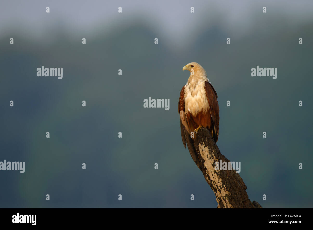 A Brahminy kite (Haliastur indus, known as the red-backed sea-eagle in Australia) on an open perch in the Kabini river Stock Photo