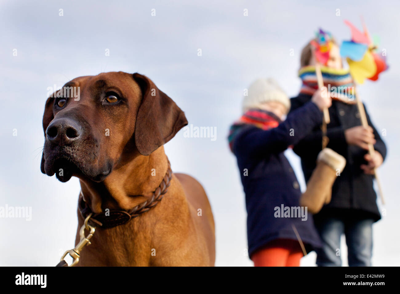 Gazing dog with boy and girl and paper windmills at coast Stock Photo