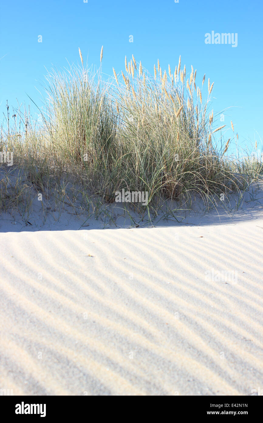Sand dune and wild leymus plant at beach Stock Photo