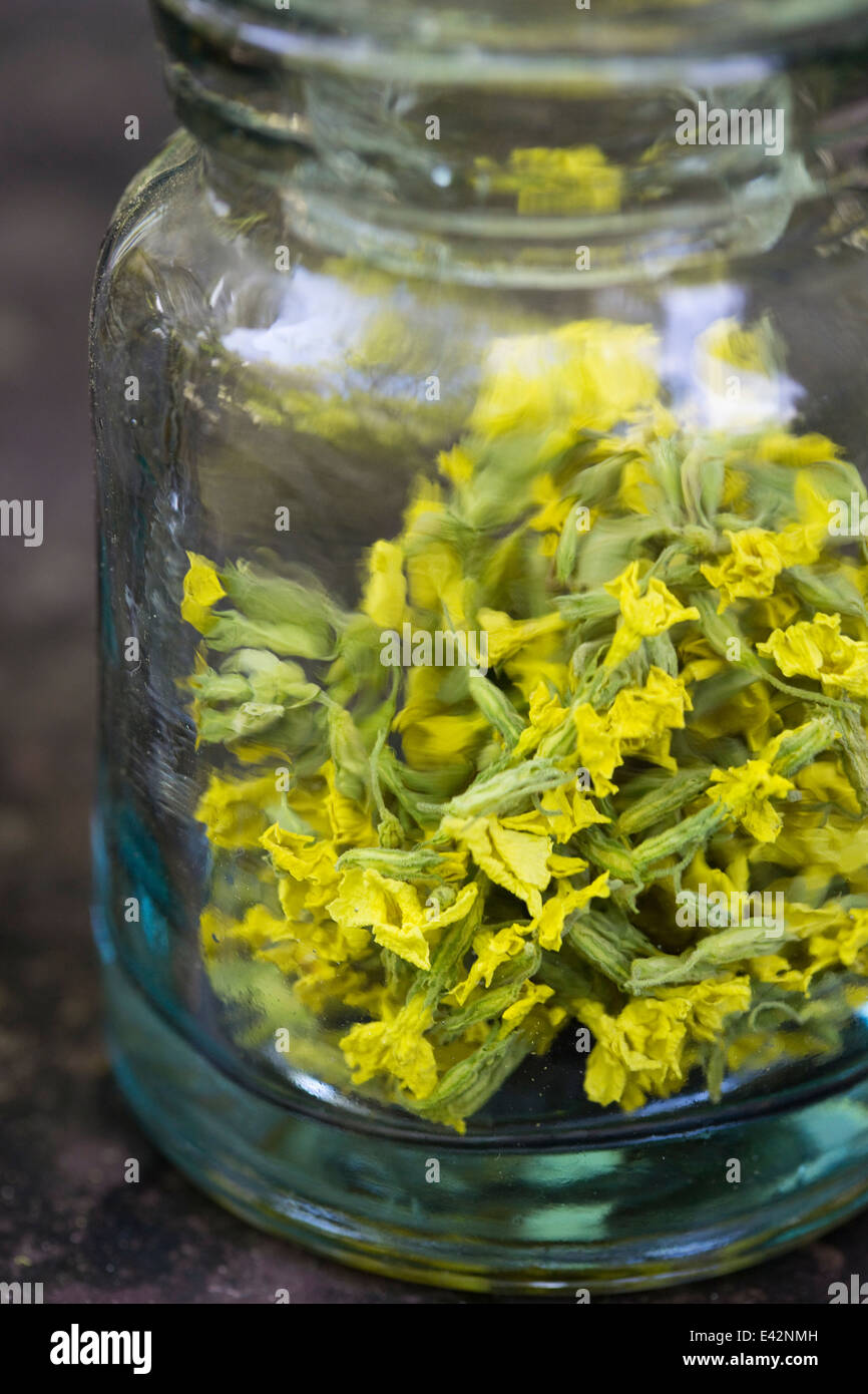 Jar containing dried cowslip. Used for tea to treat cough and rhinitis Stock Photo