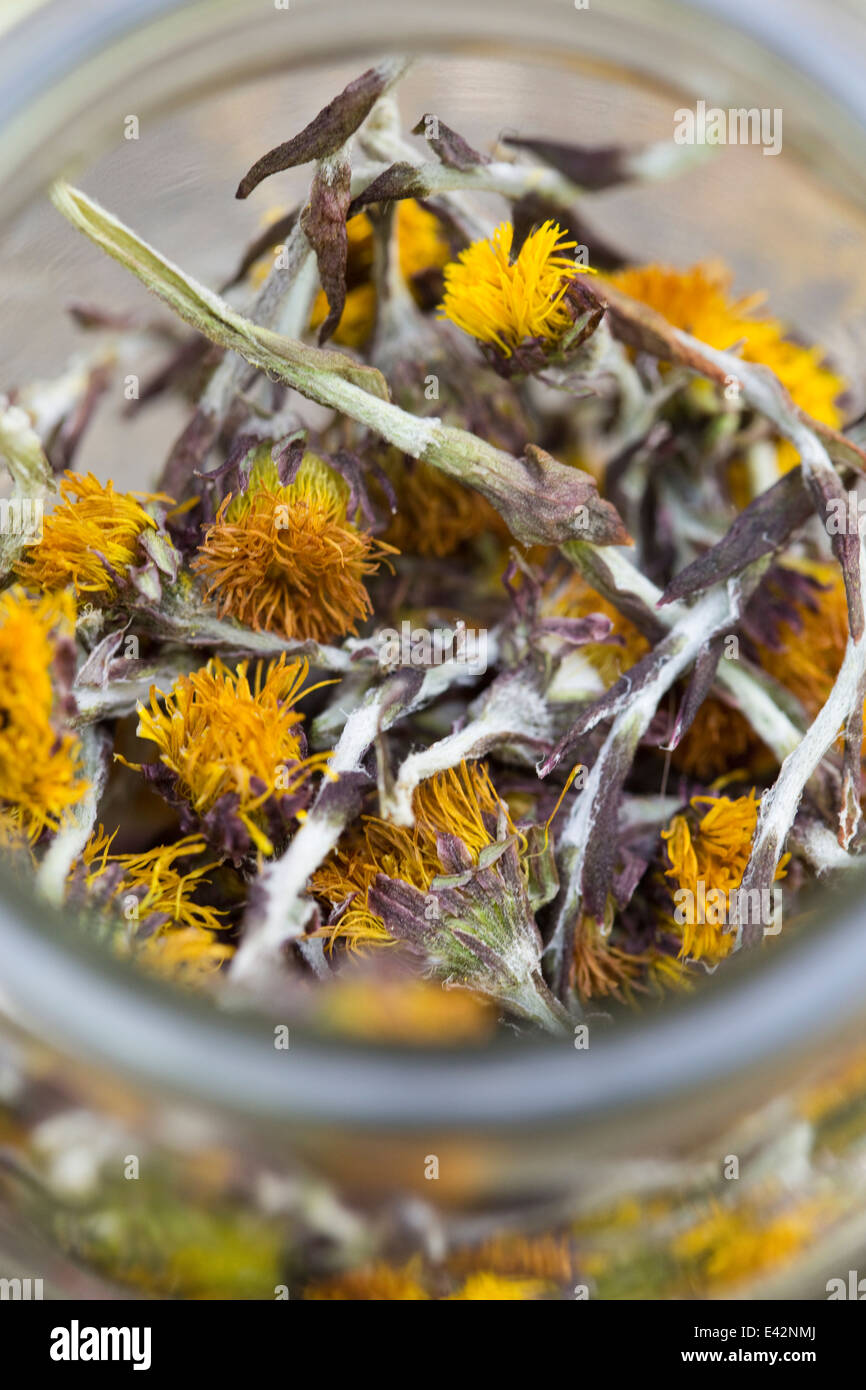 Close up of a jar containing dried coltsfoot (Tussilago farfara) stems and flowers. Used in herbal medicine and food Stock Photo