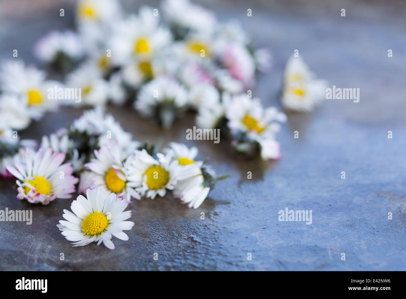 Picked daisy (Bellis perennis) flower heads. Used in herbal medicine