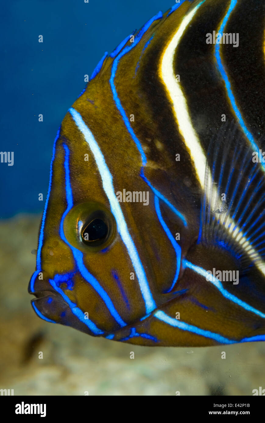 Young Koran Angelfish Pomacanthus semicirculatus Pomacanthidae, Indo-pacific Ocean Stock Photo