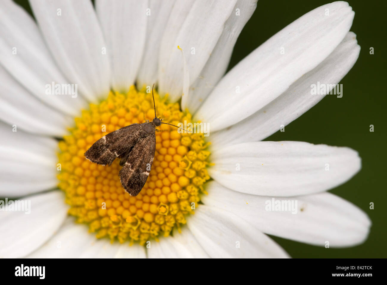 Moth is in calyx of flower in nature field Eifel, Germany Stock Photo