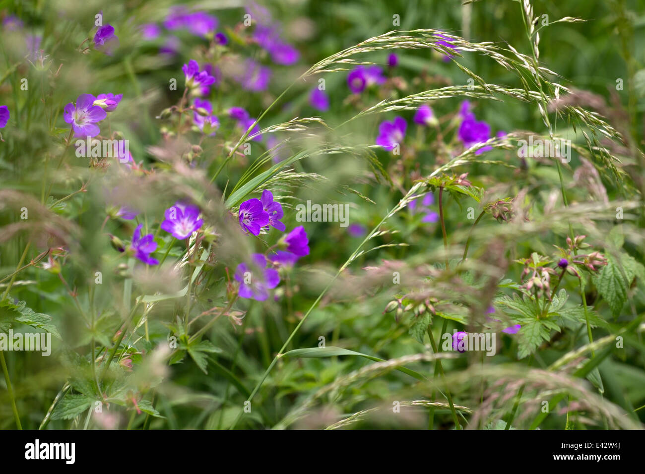 Willowherb in meadow nature area Eifel, Germany Stock Photo