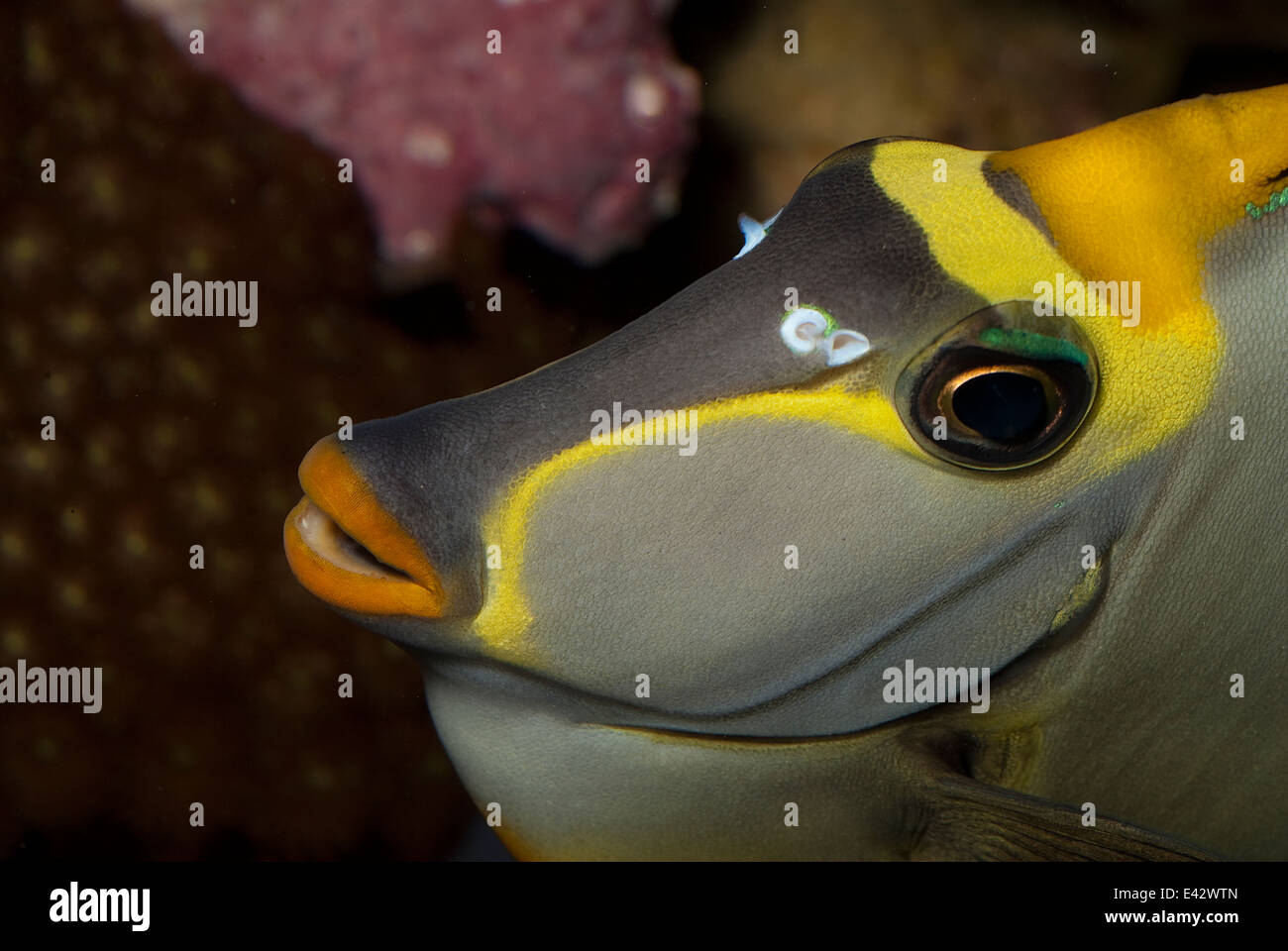 Acanthuridae indo pacific ocean sea fish hi-res stock Acanthuridae indo pacific ocean sea fish hi-res stock