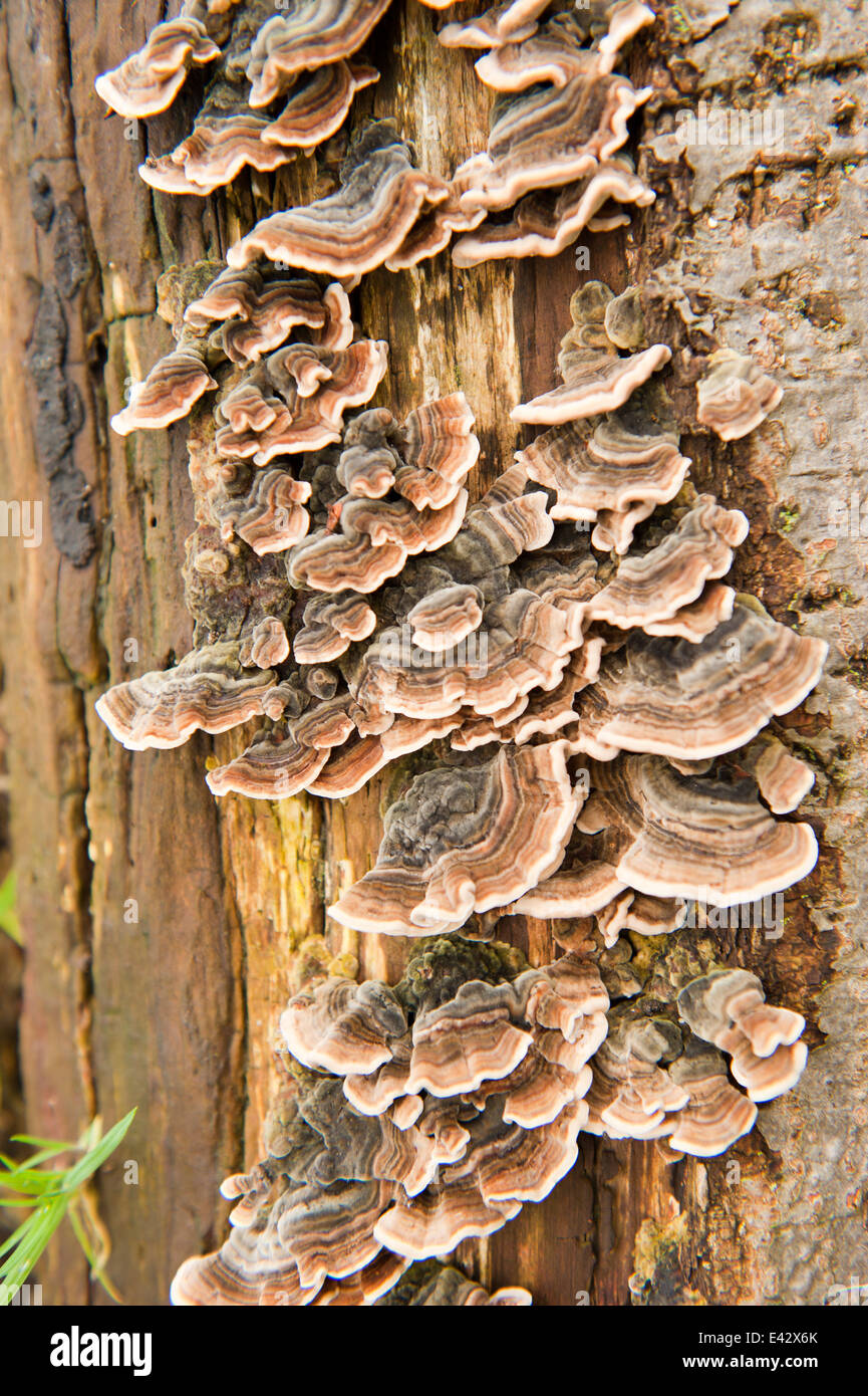 Group of striped mushrooms growing on a tree trunk Stock Photo