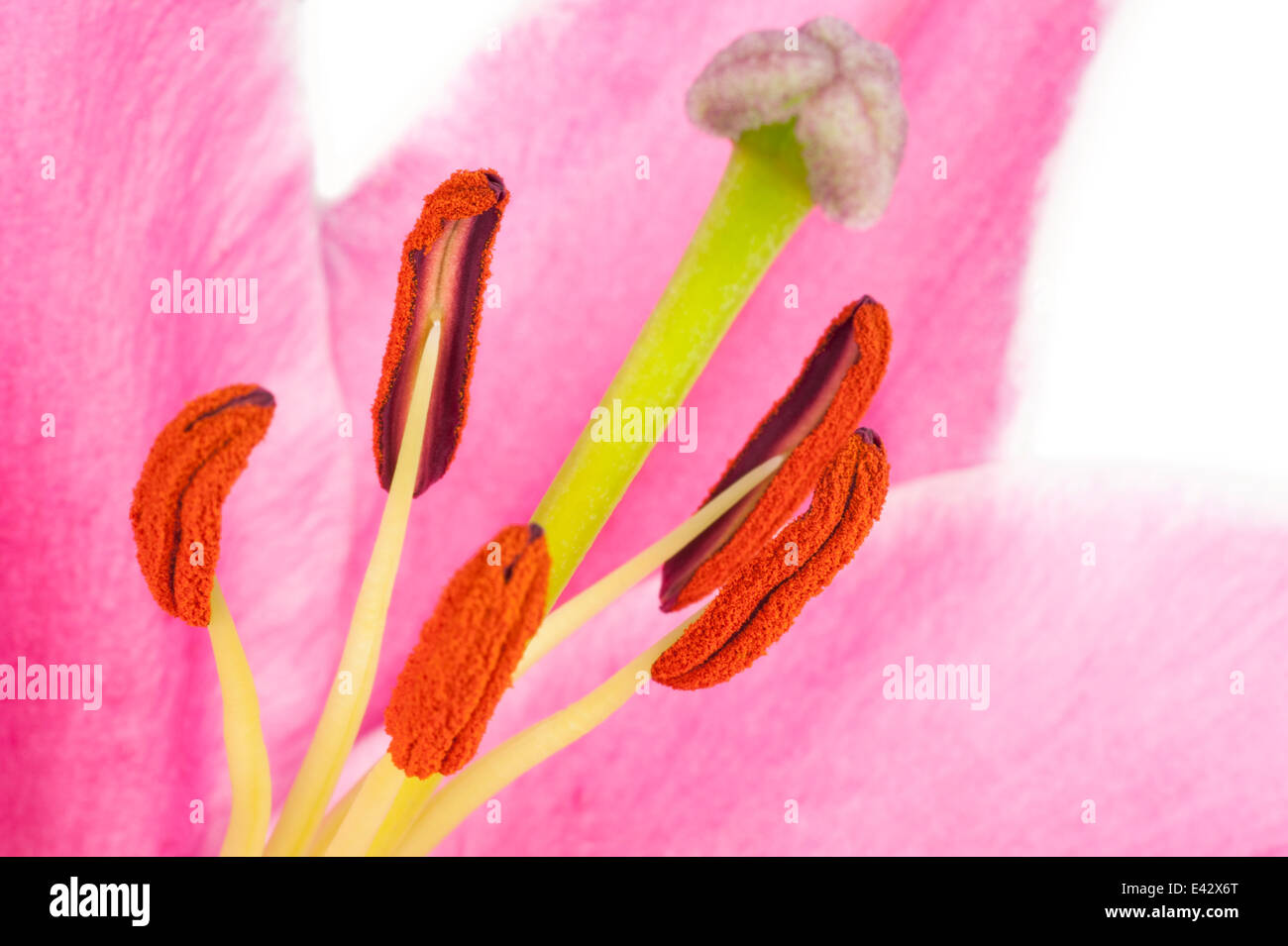 Stamen with pollen and pistil of a pink Lily in extreme closeup isolated in white Stock Photo