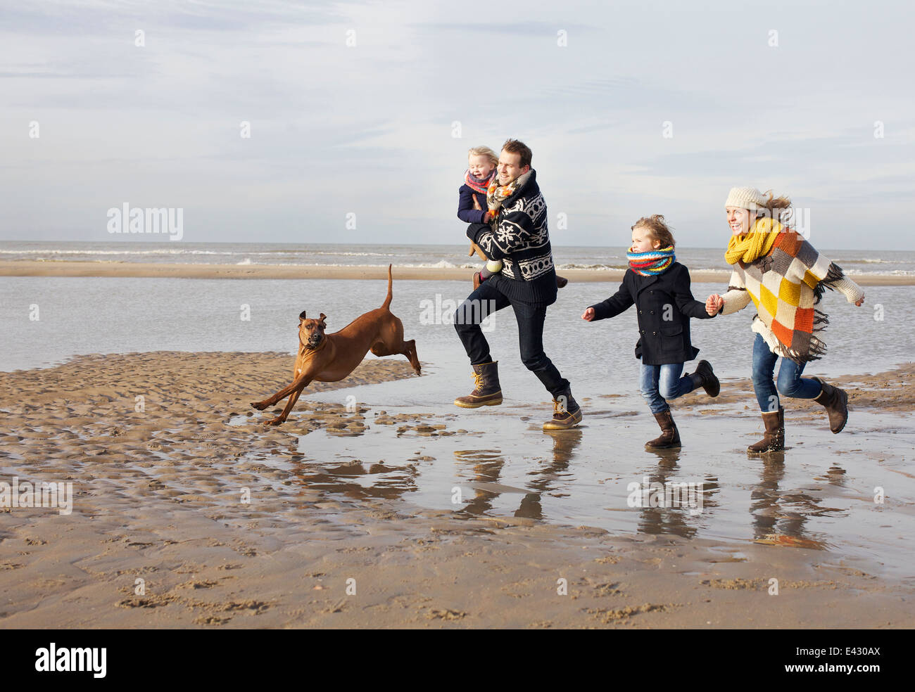 Mid adult parents with son, daughter and dog running on beach, Bloemendaal aan Zee, Netherlands Stock Photo