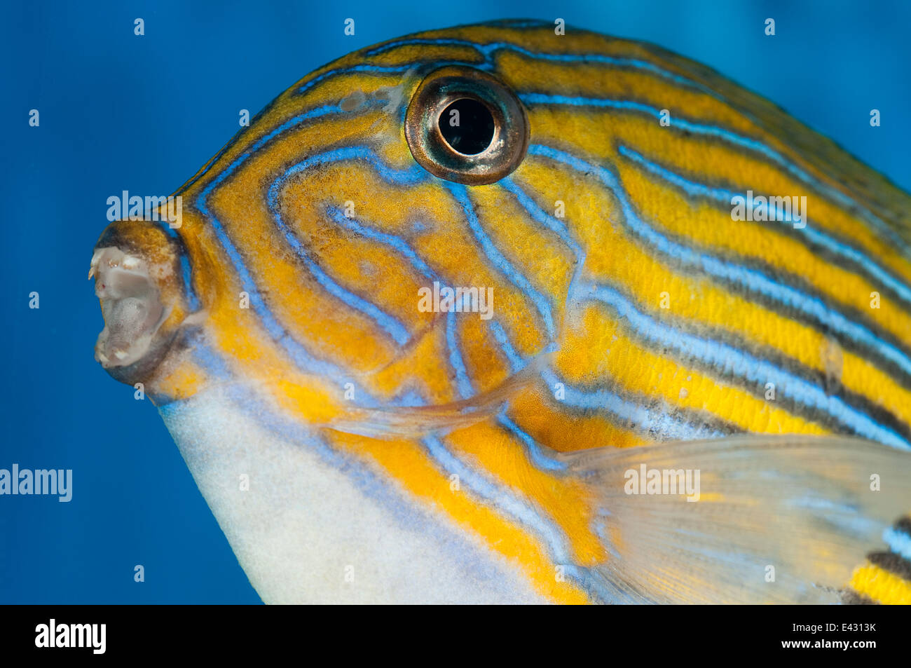 Lined surgeonfish Acanthurus lineatus, Acanthuridae, Indo-pacific Stock Photo