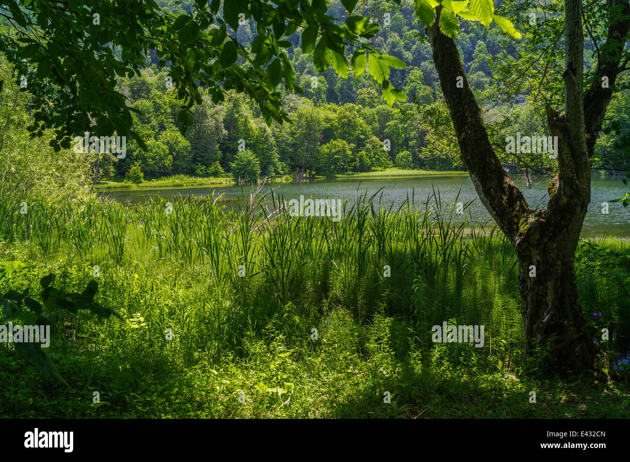 view in forest lake landscape in summer day Stock Photo